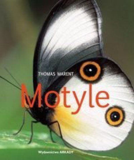 Изображение Книга Motyle | Ямпольский М.